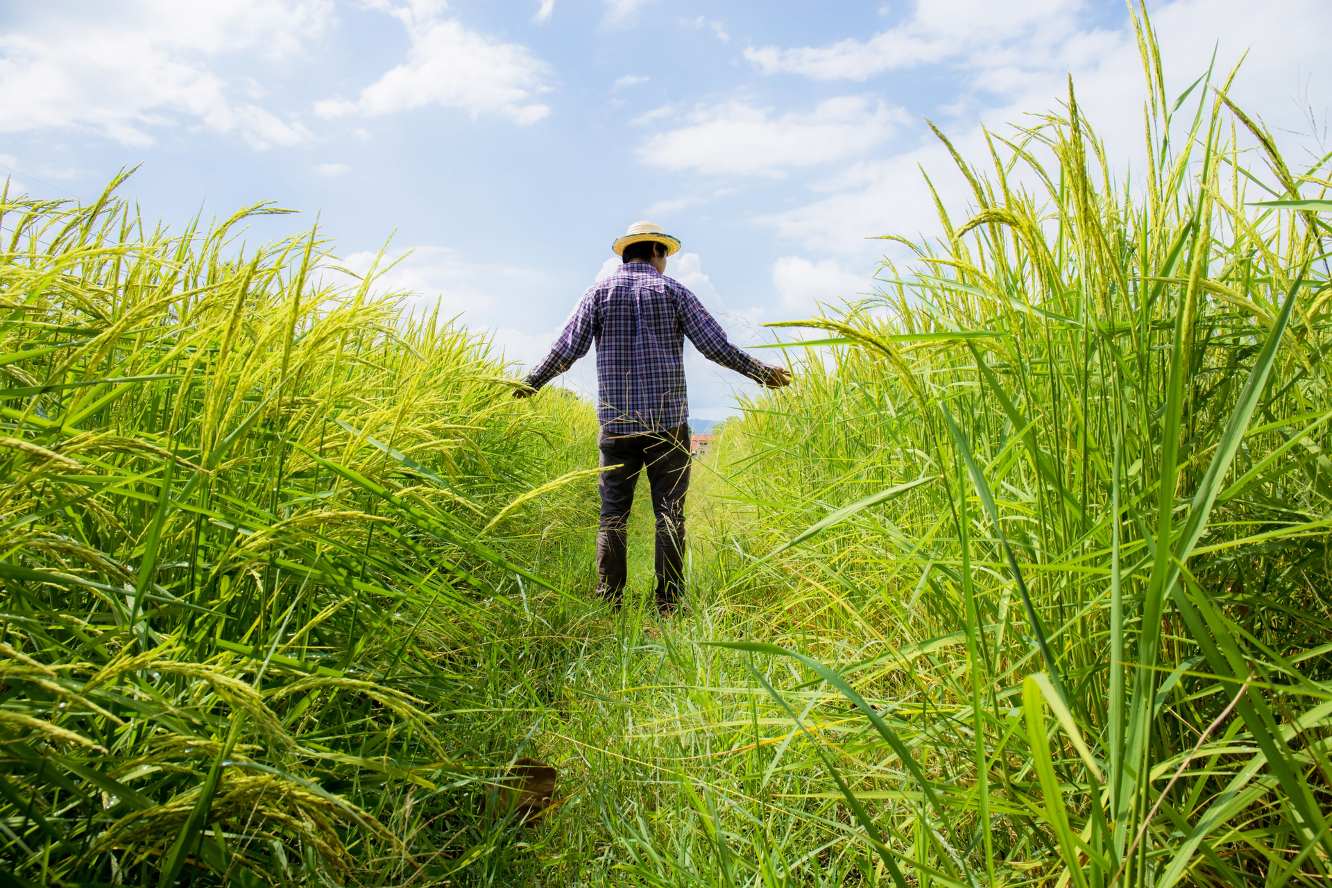 Farmer in rice field with sunlight at the blue sky.