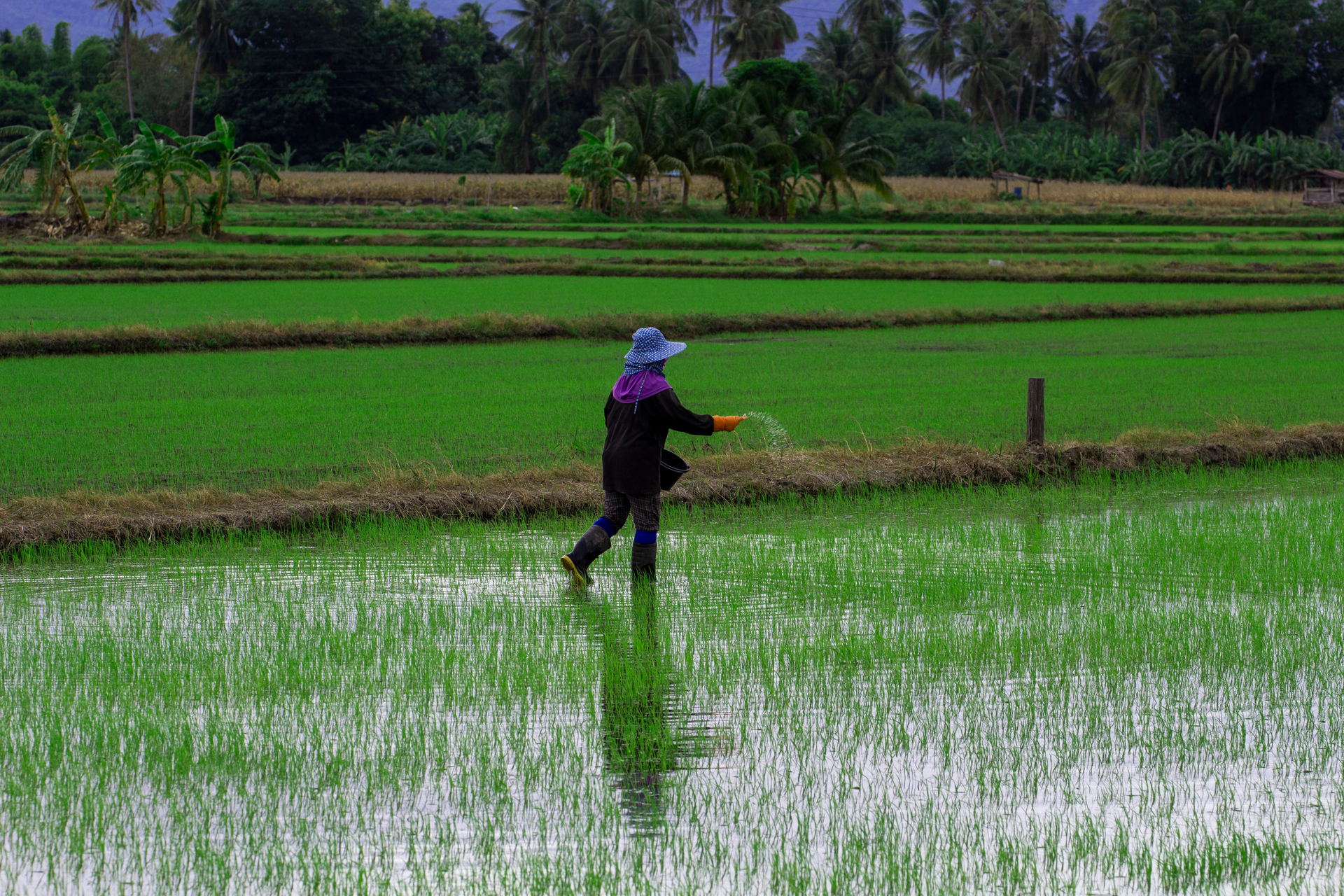 Thai,Farmers,Sow,Fertilizers,,Nutrients,,Growth