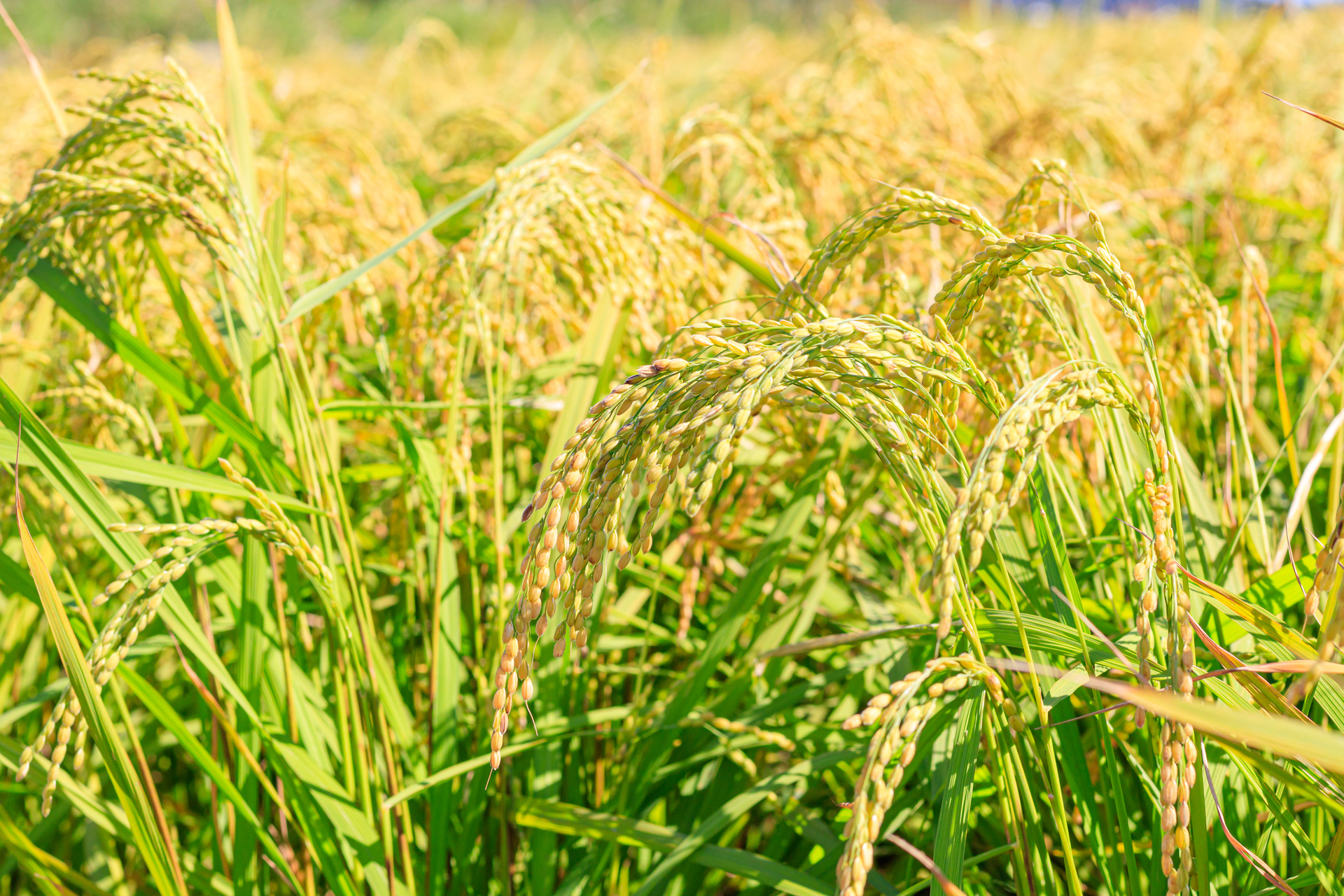 Korean,Traditional,Rice,Farming.,Rice,Farming,Landscape,In,Autumn.,Rice