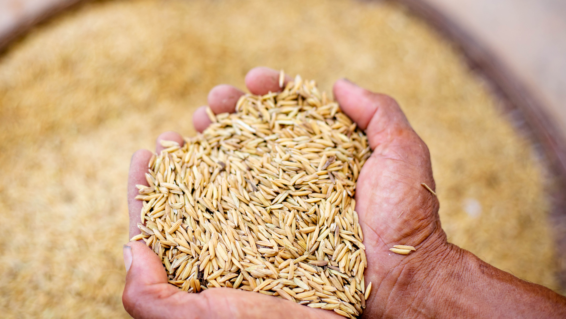 Close,Up,Of,Jasmine,Rice,Seed,In,Farmer,Hand,On